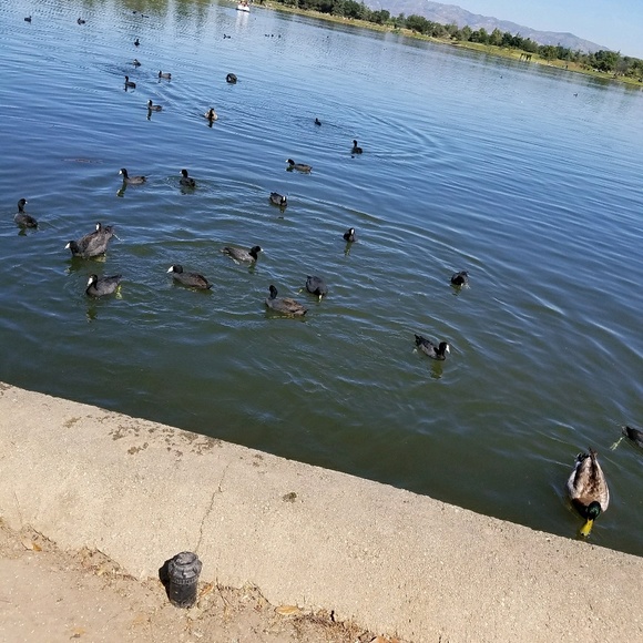 Meet your Posher, Lynette - Picture 1 of 1